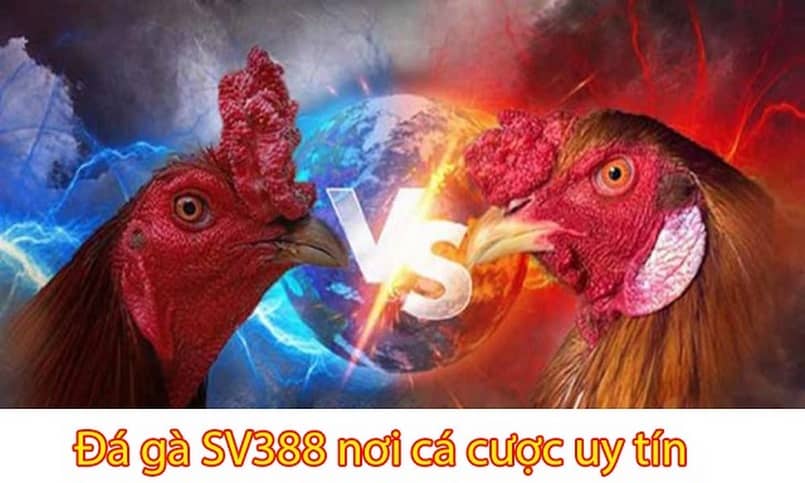 Giới thiệu về sân chơi Sv388 đá gà trực tiếp uy tín số 1 châu Á